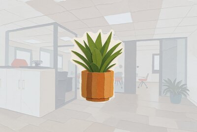 Plante de bureau