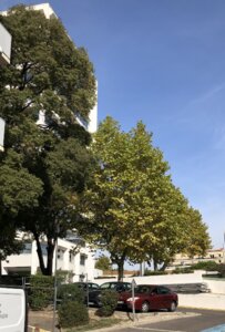 Arbres et arbustes